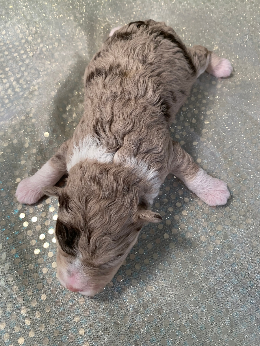 Tri Colored F1 Female Miniature Schnoodle Puppy For Sale DOB 2021-08-27, $1200